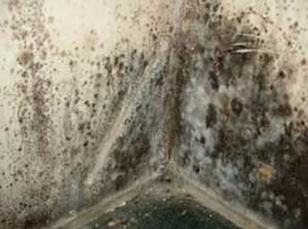 mold-interior-walls-1