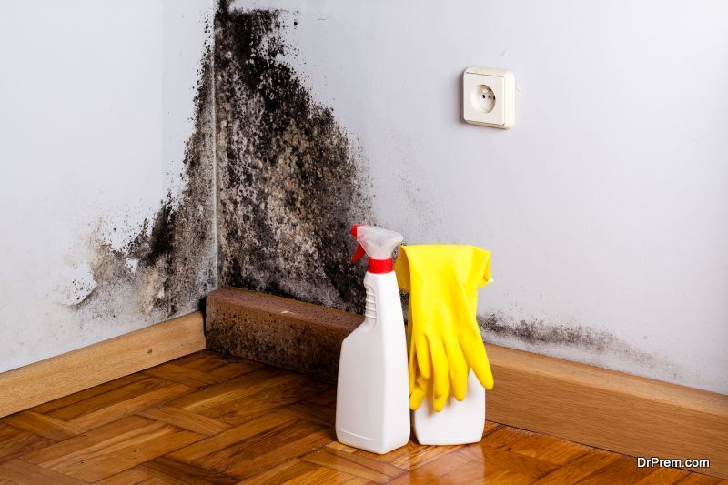 eliminate mold