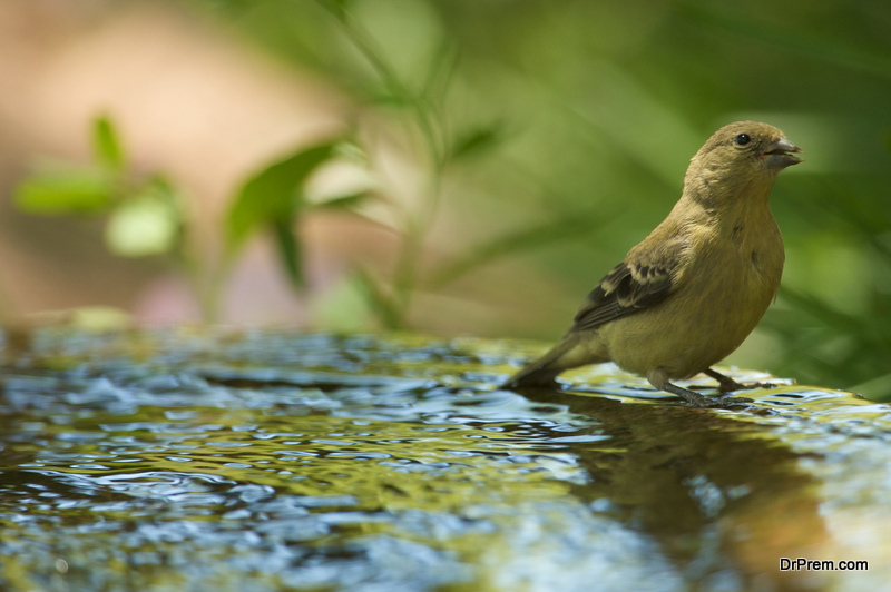 Bird bath ideas