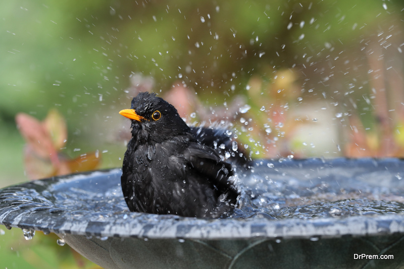 Bird bath ideas