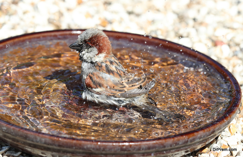 Bird bath ideas