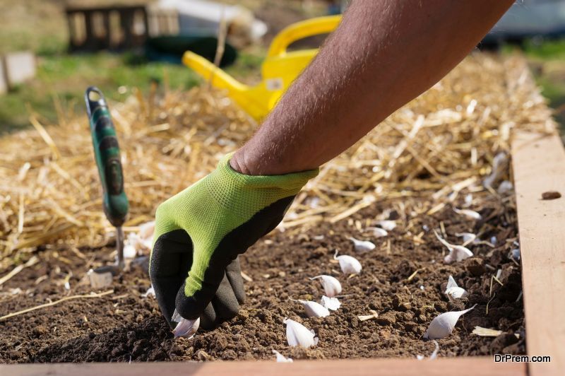 A Garlic a day keeps the mosquitoes away