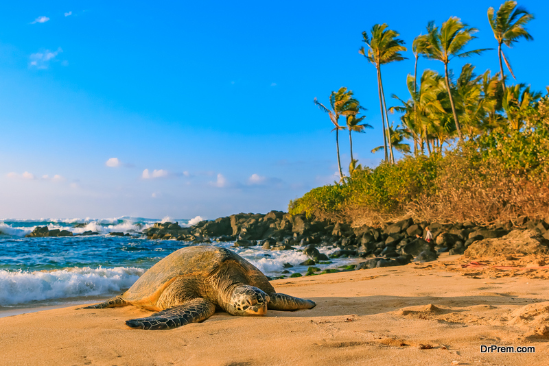 The-Island-of-Hawaii